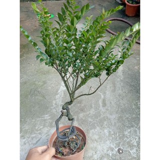 thanh lý cây tùng đen ( cây bonsai phong thủy)