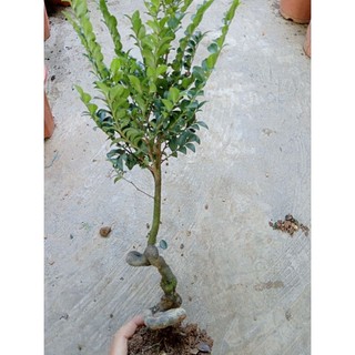 thanh lý cây tùng đen ( cây bonsai phong thủy)