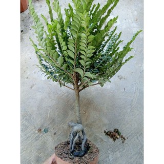 thanh lý cây tùng đen ( cây bonsai phong thủy)