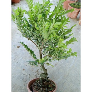 thanh lý cây tùng đen ( cây bonsai phong thủy)