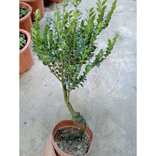 thanh lý cây tùng đen ( cây bonsai phong thủy)