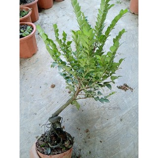 thanh lý cây tùng đen ( cây bonsai phong thủy)