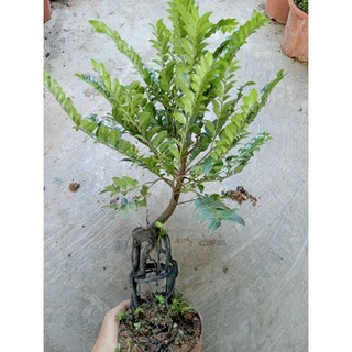 thanh lý cây tùng đen ( cây bonsai phong thủy)