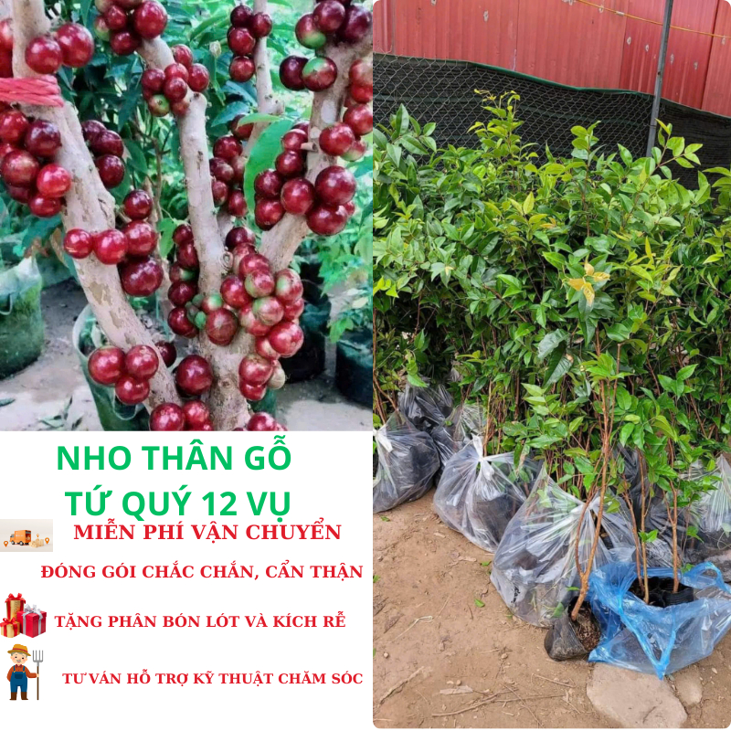 cây giống nho thân gỗ tứ quý 12 vụ ( nho tứ quý 12 vụ quả đỏ) - ra quả quanh năm