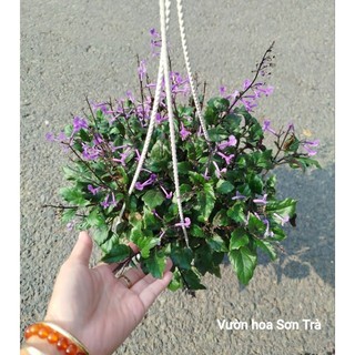 (VHST giao trong ngày) CÂY HOA MONA LAVENDER đang hoa.
