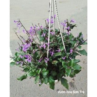 (VHST giao trong ngày) CÂY HOA MONA LAVENDER đang hoa.