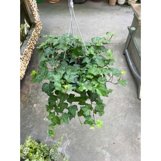 Cây thường xuân lá xanh, lá var