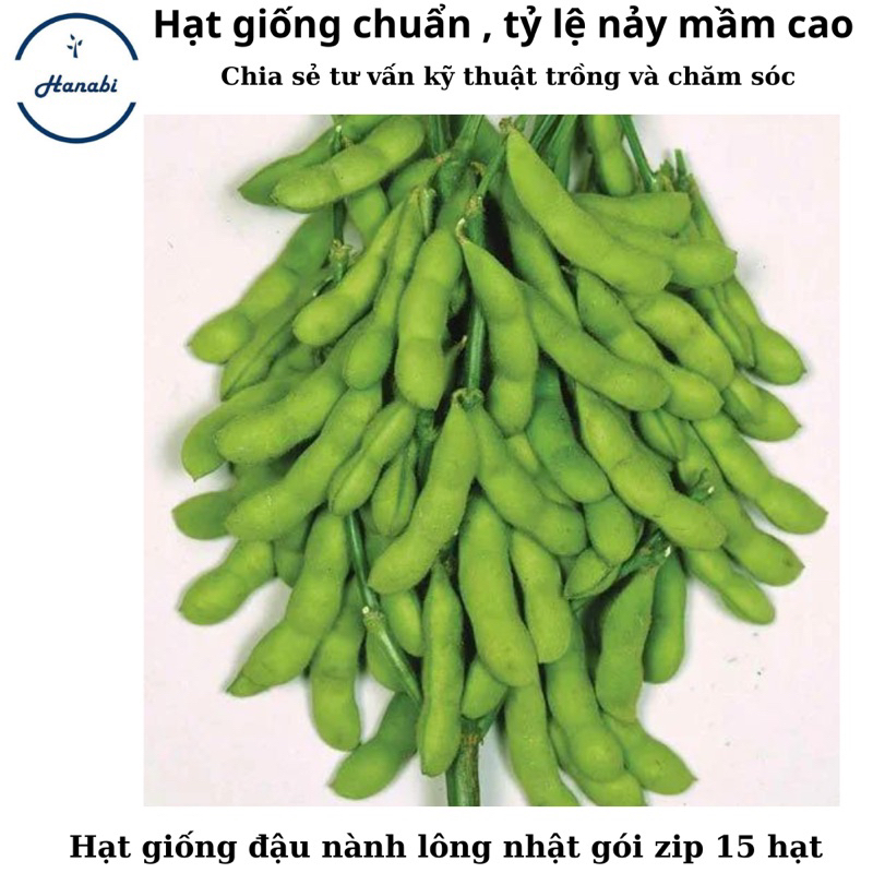 Hạt giống đậu nành lông Nhật