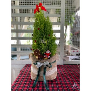 Cây tùng thơm giáng sinh trang trí noel đẹp cao 35-45cm