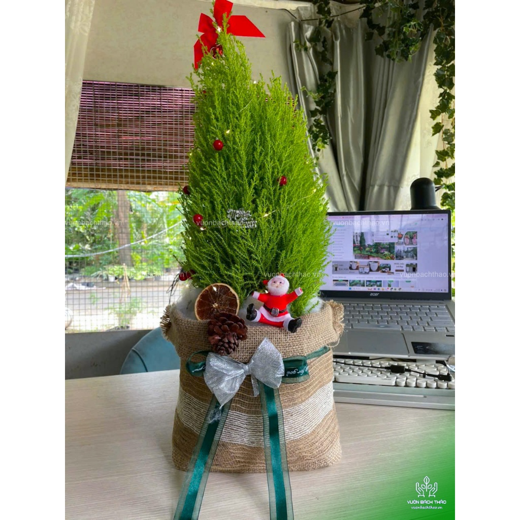 Cây tùng thơm giáng sinh trang trí noel đẹp cao 35-45cm