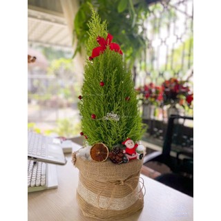 Cây tùng thơm giáng sinh trang trí noel đẹp cao 35-45cm