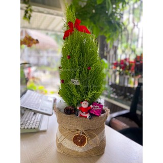 Cây tùng thơm giáng sinh trang trí noel đẹp cao 35-45cm