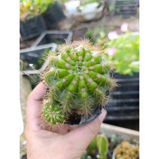 xương rồng bí xanh ( đi tổng đơn 30k)