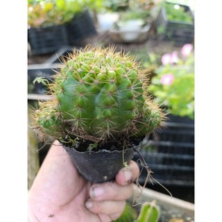 xương rồng bí xanh ( đi tổng đơn 30k)