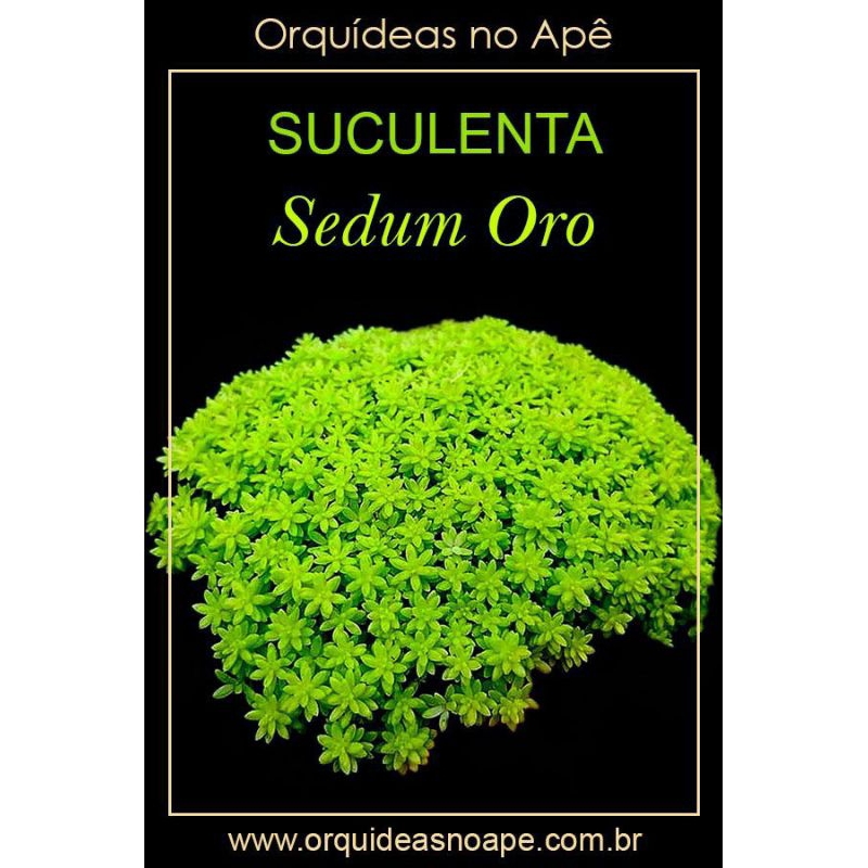 cây sen đá sedum xanh