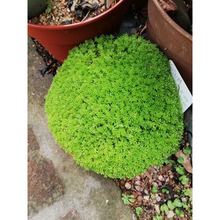 cây sen đá sedum xanh