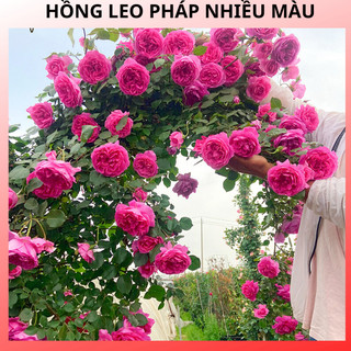 COMBO 5  cây giống hoa hồng leo pháp siêu hoa -gốc rễ trần trộn nhiều màu hoa
