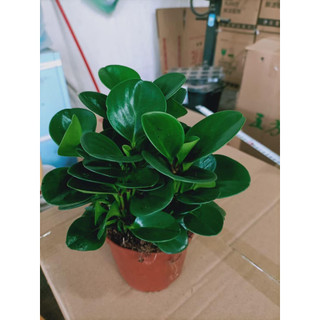 Cây trường sinh - trường sinh để bàn cao 12cm giúp thanh lọc không khí trang trí bàn làm việc