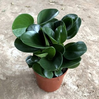 Cây trường sinh - trường sinh để bàn cao 12cm giúp thanh lọc không khí trang trí bàn làm việc