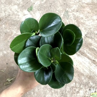 Cây trường sinh - trường sinh để bàn cao 12cm giúp thanh lọc không khí trang trí bàn làm việc