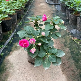 Hoa NGỌC THẢO kép, cao 15~20cm hoa nở đẹp, bắt mắt (Chỉ giao miền Bắc+Bắc miền Trung)