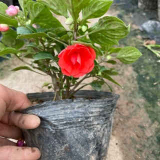 Hoa NGỌC THẢO kép, cao 15~20cm hoa nở đẹp, bắt mắt (Chỉ giao miền Bắc+Bắc miền Trung)
