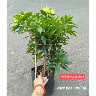 (VHST giao trong ngày) CÂY MAI THÁI HOA VÀNG đang hoa.