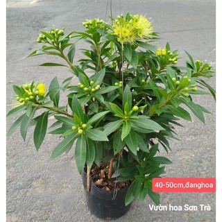 (VHST giao trong ngày) CÂY MAI THÁI HOA VÀNG đang hoa.