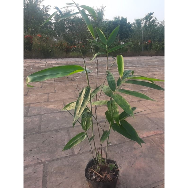 Tre Khổng Lồ cấy mô(bầu cao40-50cm)