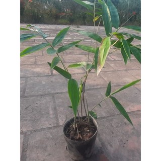 Tre Khổng Lồ cấy mô(bầu cao40-50cm)
