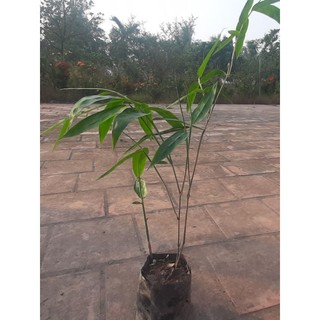 Tre Khổng Lồ cấy mô(bầu cao40-50cm)