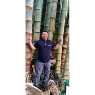 Tre Khổng Lồ cấy mô(bầu cao40-50cm)