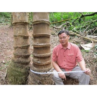 Tre Khổng Lồ cấy mô(bầu cao40-50cm)