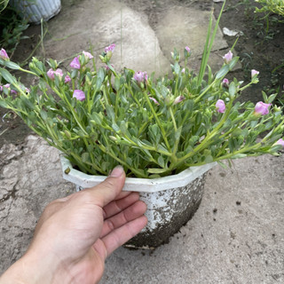 Cây Hoa Sam Hồng 31