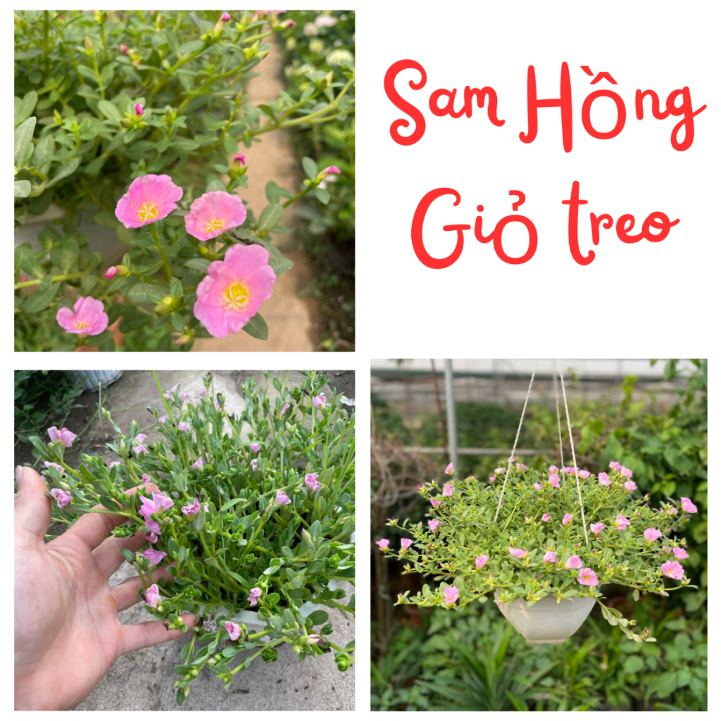 Cây Hoa Sam Hồng 31
