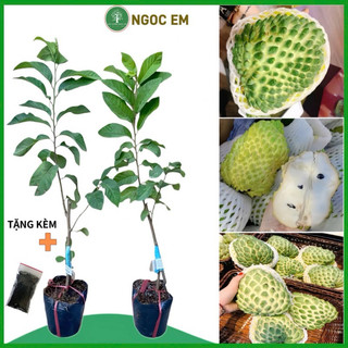  Cây mãng cầu na sầu riêng trái ngon và ngọt 