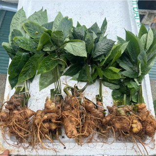 1 củ sâm ngọc linh to nặng 150g hút chân không