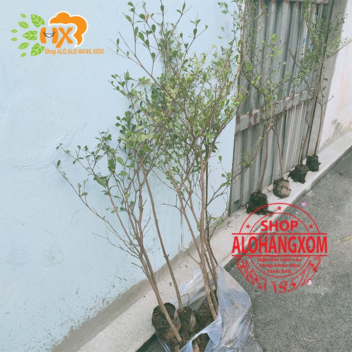 cây bàng đài loan cao từ 79-90 cm ( combo 3 cây )