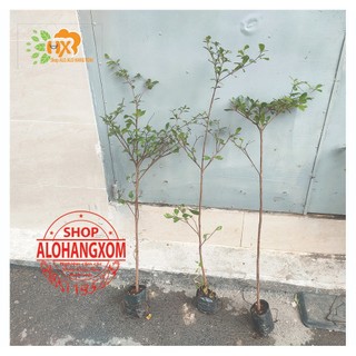 cây bàng đài loan cao từ 79-90 cm ( combo 3 cây )