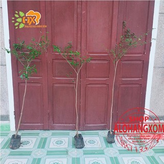cây bàng đài loan cao từ 79-90 cm ( combo 3 cây )