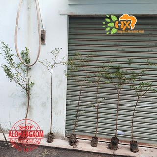 cây bàng đài loan cao từ 79-90 cm ( combo 3 cây )