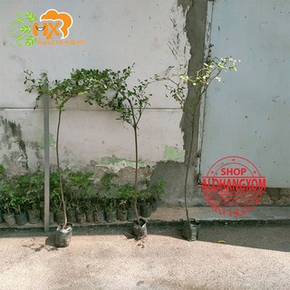 cây bàng đài loan cao từ 79-90 cm ( combo 3 cây )