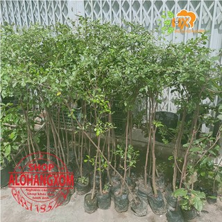 cây bàng đài loan cao từ 79-90 cm ( combo 3 cây )