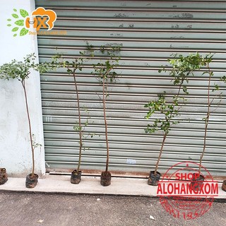 cây bàng đài loan cao từ 79-90 cm ( combo 3 cây )
