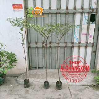 cây bàng đài loan cao từ 79-90 cm ( combo 3 cây )