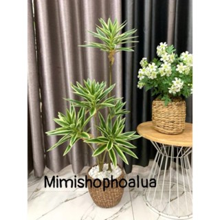 Cây Phát Tài Giả Trang Trí Nhà cửa, Cây Phát tài 3 nhánh, 5 nhánh kích thước 65-90 cm.