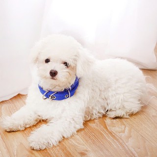 vòng cổ đệm lót không gây đau cổ cho chó - T3 PETS SHOP