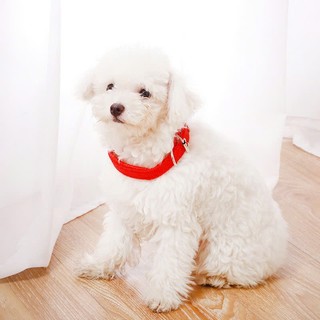 vòng cổ đệm lót không gây đau cổ cho chó - T3 PETS SHOP