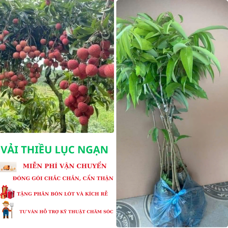 Cây giống VẢI THIỀU LỤC NGẠN ( cây ghép chuẩn giống cao 60 70 cm)