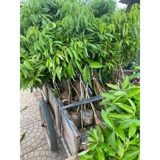 Cây giống VẢI THIỀU LỤC NGẠN ( cây ghép chuẩn giống cao 60 70 cm)